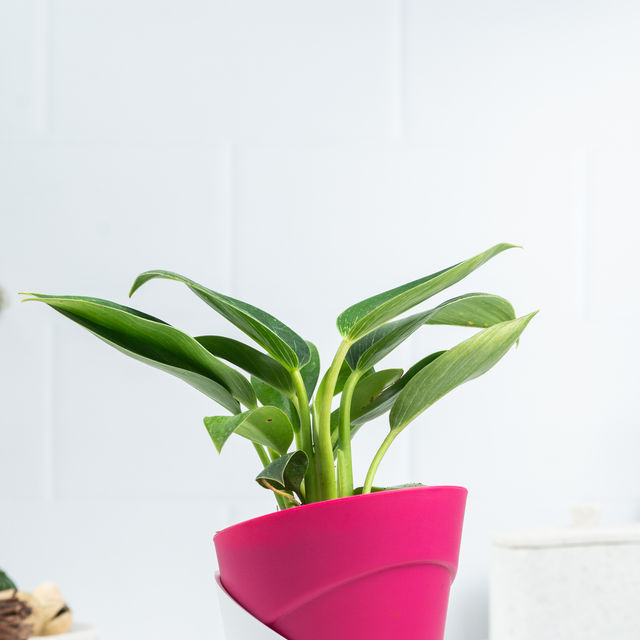Bloom Berkin Plant | Decor & Gift