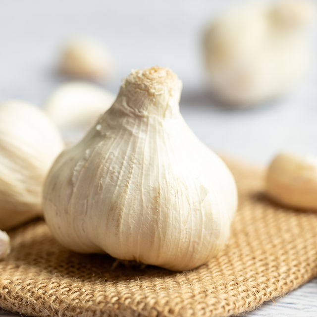Garlic