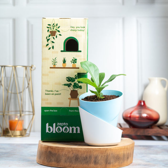 Bloom Fiddle Leaf Fig Plant