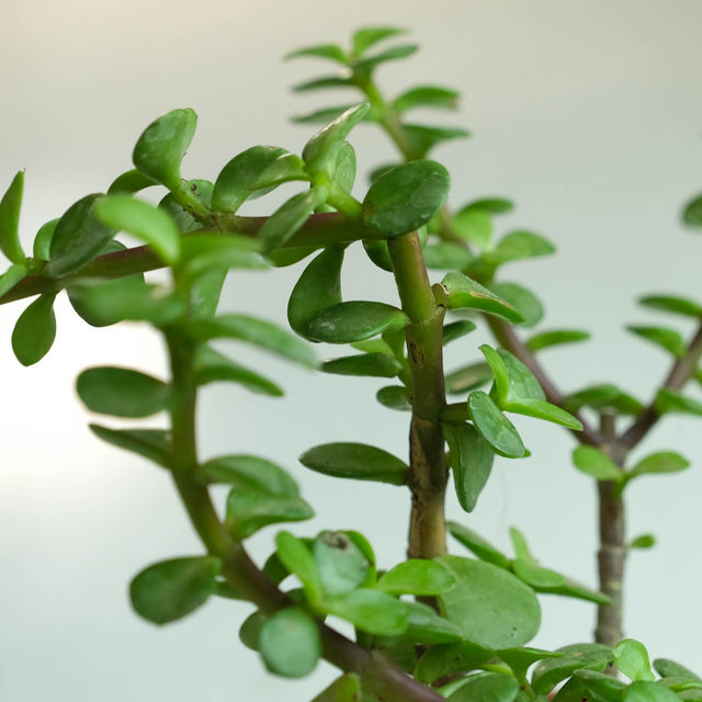 Rooted Jade Plant in Ivory Self-Watering Pot