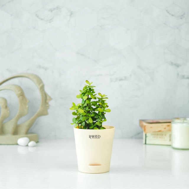 Rooted Jade Plant in Ivory Self-Watering Pot