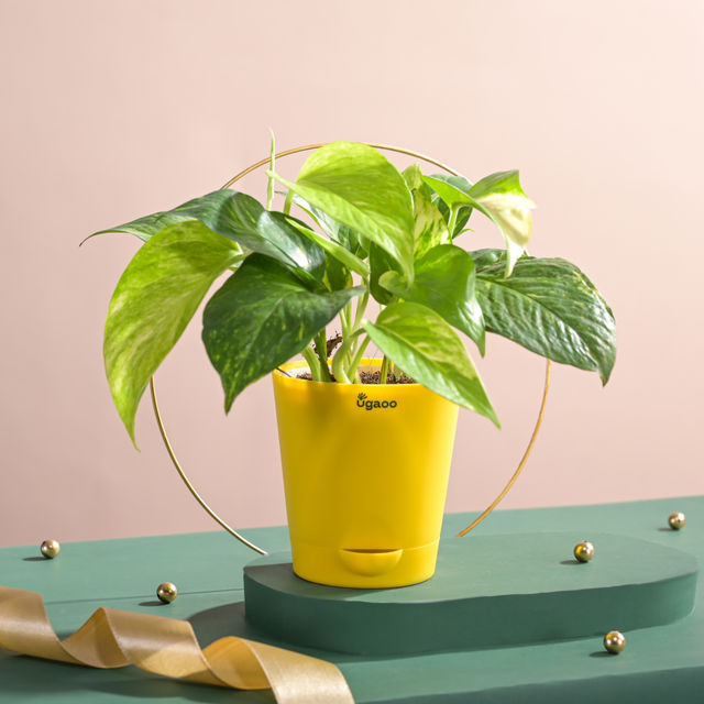 Ugaoo Good Luck Money Plant Variegated with Self Watering Pot 1 pc Combo