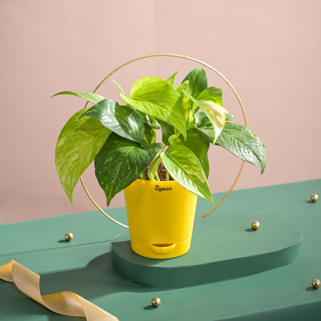 Ugaoo Good Luck Money Plant Variegated with Self Watering Pot 1 pc Combo