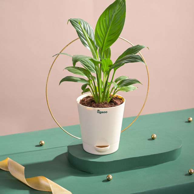 Ugaoo Air Purifying Peace Lily Plant In Self Watering Pot