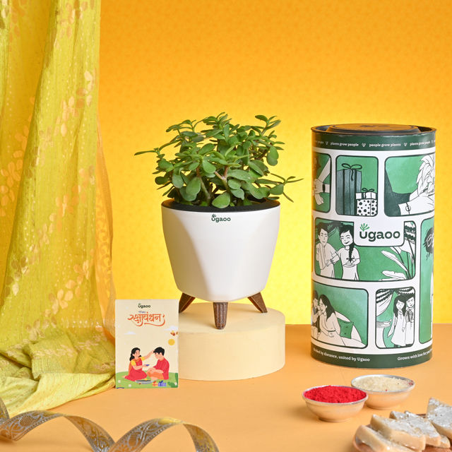 UGAOO Exotic Plant Hamper for Raksha Bandhan