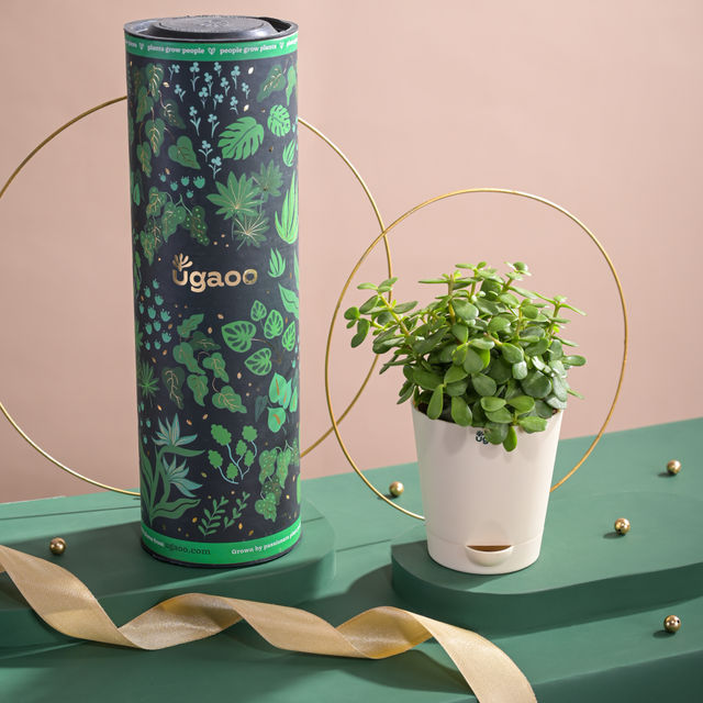 Ugaoo Two Layer Bamboo Plant(1pc) & Ugaoo Jade Plant With Self Watering Ivory Pot(1pc) Combo