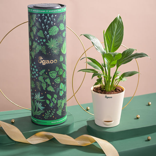 Ugaoo Air Purifying Peace Lily Plant In Self Watering Pot