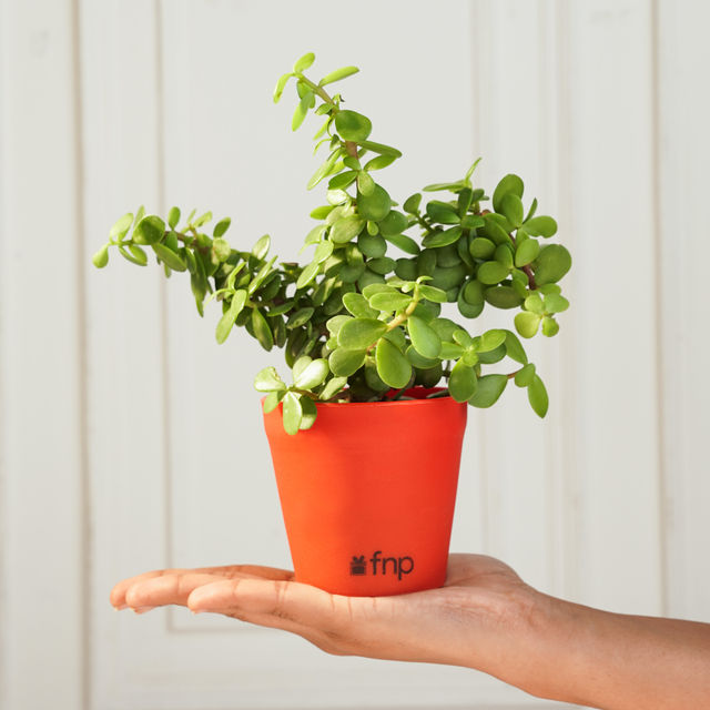 FNP Jade Plant in Red Pot