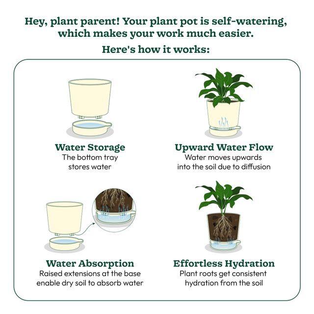 Ugaoo Good Luck Money Plant Variegated with Self Watering Pot 1 pc Combo