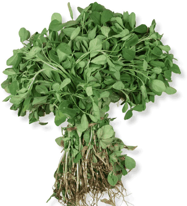 Fenugreek (Methi)