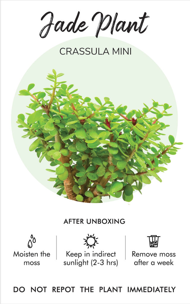 IGP Alluring Jade Plant