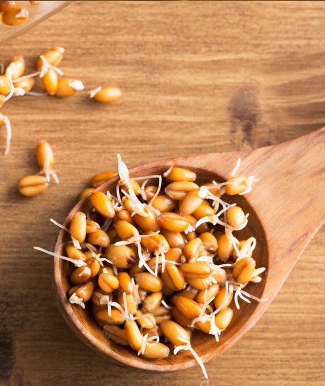 Wheat Sprouts
