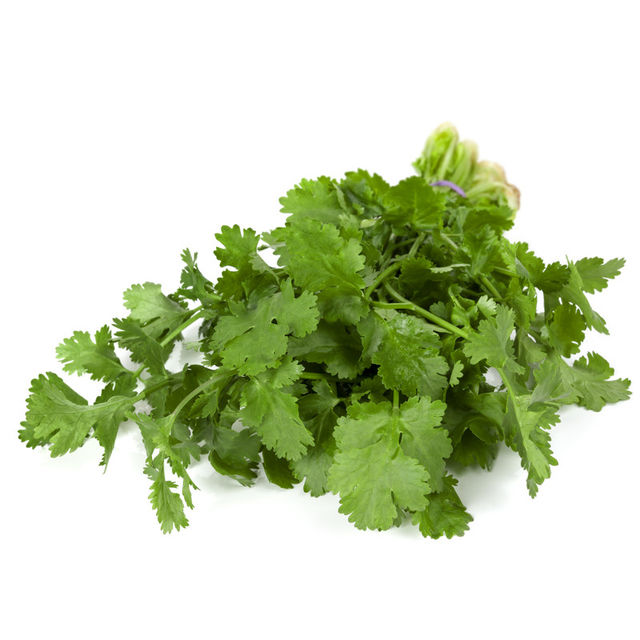 Hydroponic Coriander 100 g Combo