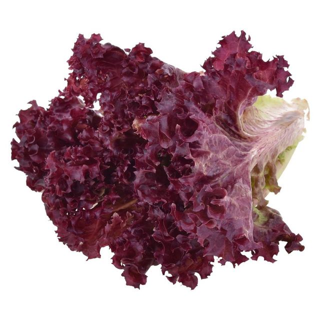 Lettuce Red