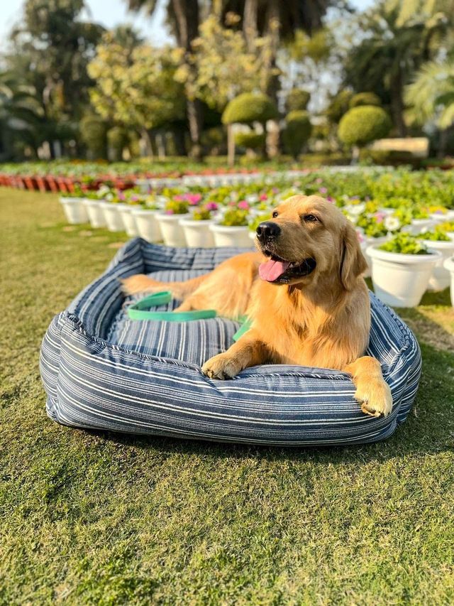 Pawpourri Blue Striped Cuddler - Medium | Large