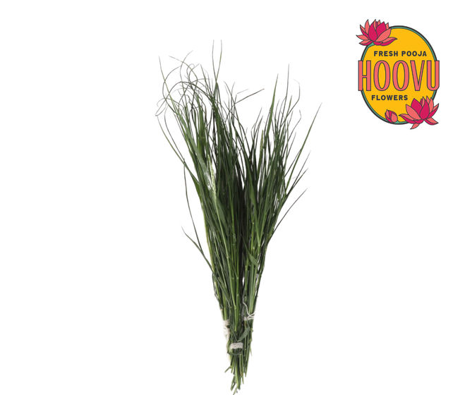 Durva Grass
