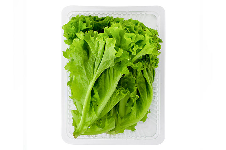 Hydroponic Lettuce Leafy