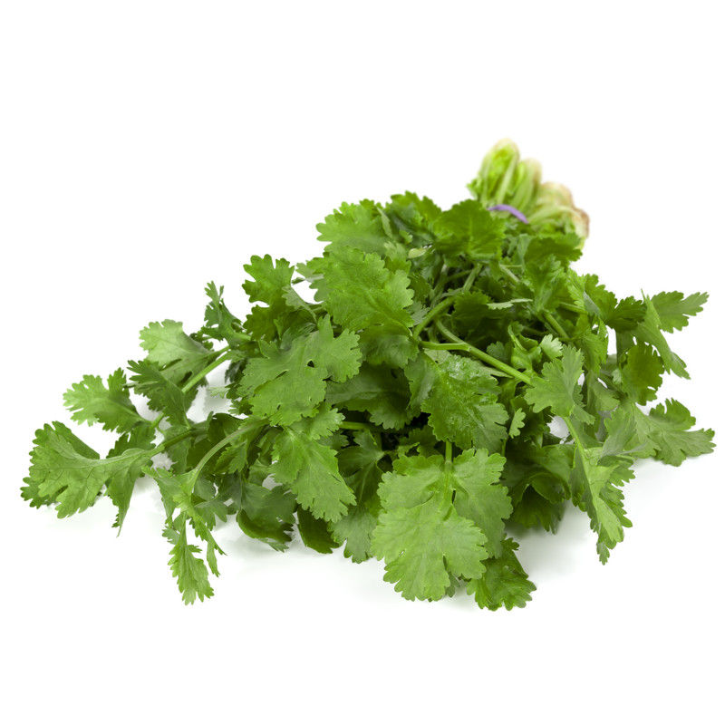Hydroponic Coriander