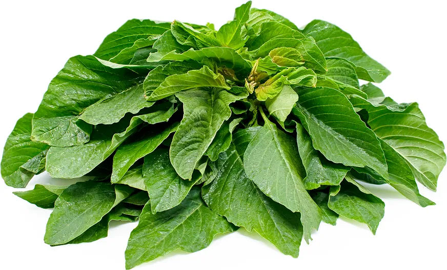 Green Amaranthus/Thotakura - Cleaned, without roots 200 g Combo