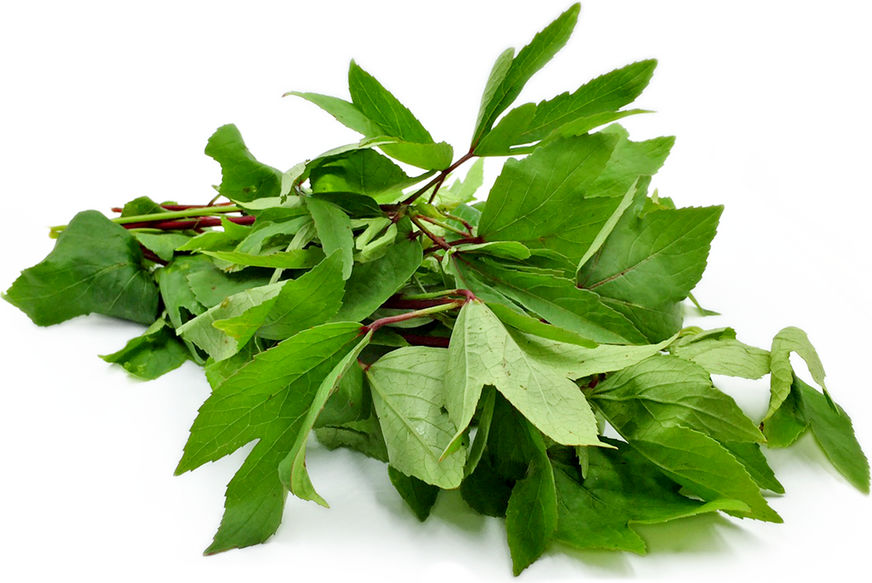 Gongura Leaves - Cleaned, without roots