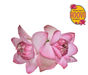 8d8239e6-4eb0-4c8d-9bfe-a1414a8f371f-Lotus.png