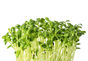 sunflwer microgreens.jpg