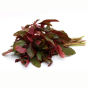 40084105_3-fresho-amaranthus-red-premium-institutional.webp