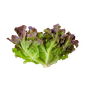 /tmp/20221206-063948.jpeg