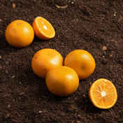 2fe1ab6f-2bb3-46e4-a5bc-cbe4d20f2e26.jpeg