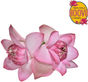 Lotus.png