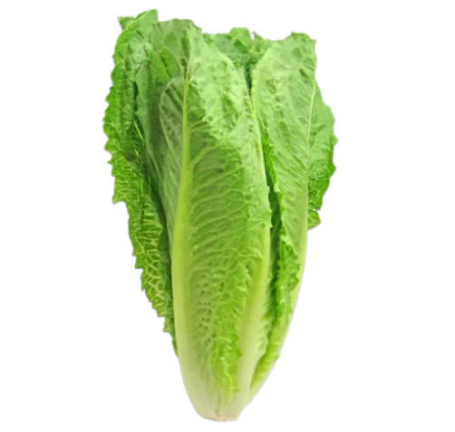Chinese Cabbage