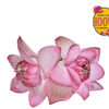 8d8239e6-4eb0-4c8d-9bfe-a1414a8f371f-Lotus.png