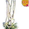 Ekkada Hoovu mola (1).png