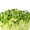 sunflwer microgreens.jpg
