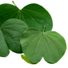 image_file.png
