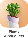 Plants & Bouquets