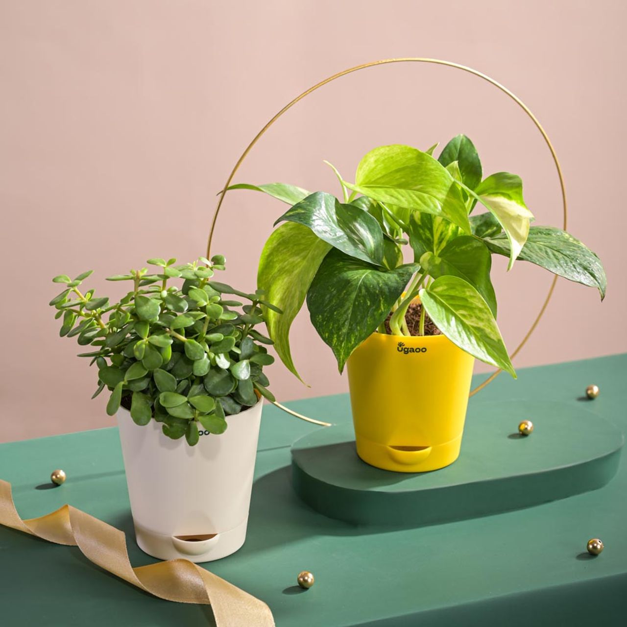 Ugaoo Jade Plant With Self Watering Ivory Pot(1pc) & Ugaoo Money Plant Variegated With Self Watering Yellow Pot(1pc) Combo