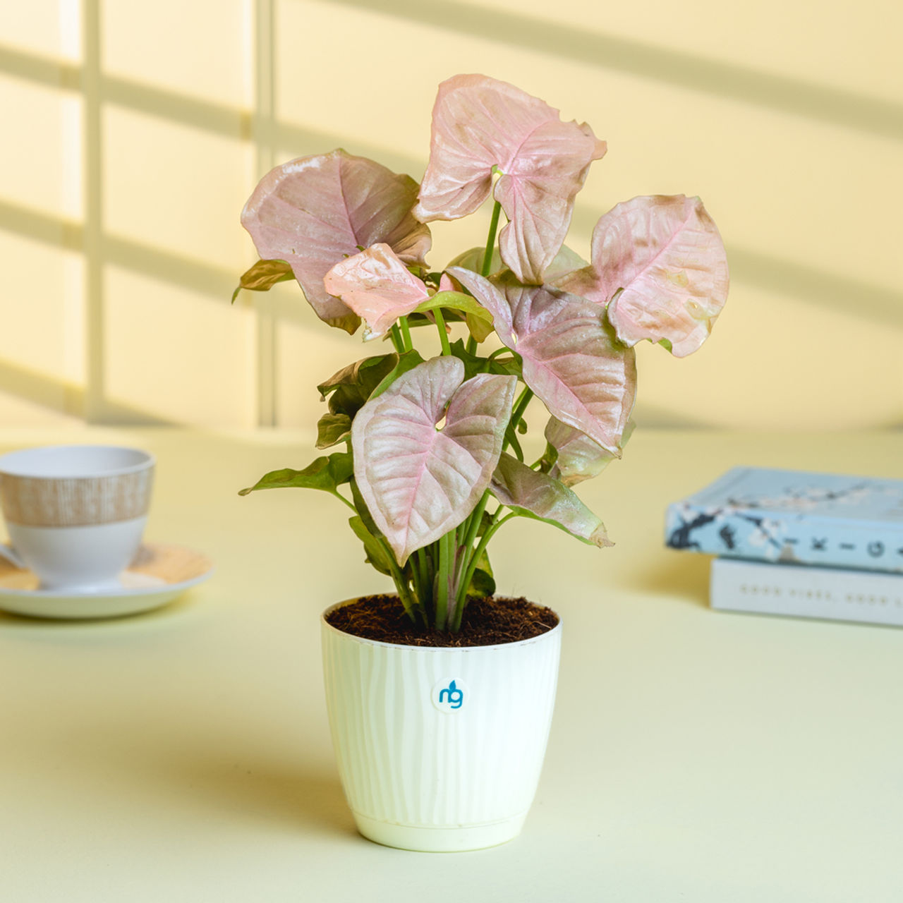 Nurturing Green Syngonium 'Pink' Plant in Ivory Self Watering Pot (3.7 Inches)