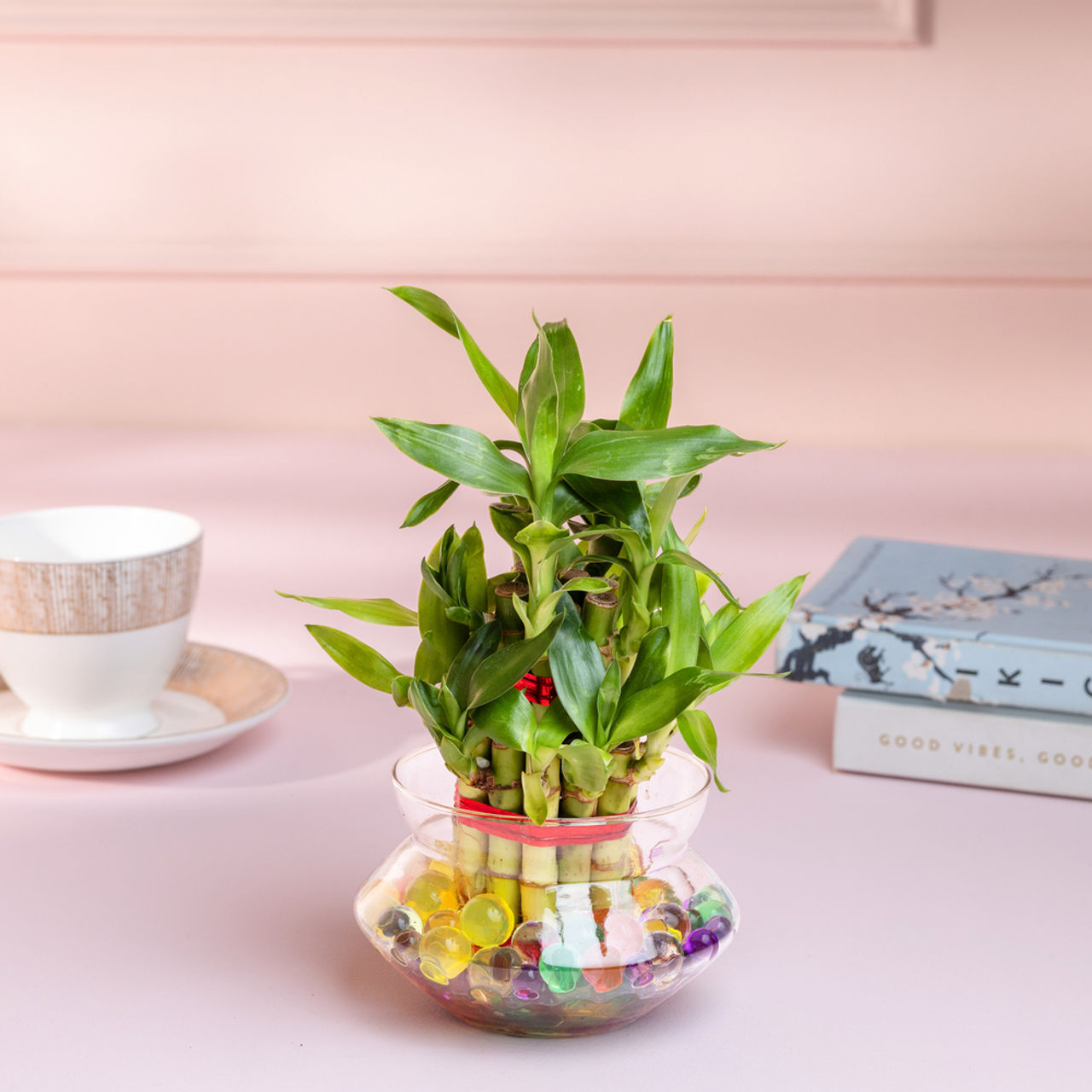 Nurturing Green - Lucky Bamboo Plant (2-layer) in Glass Pot (10cm x 8cm) | Plants for Gifting