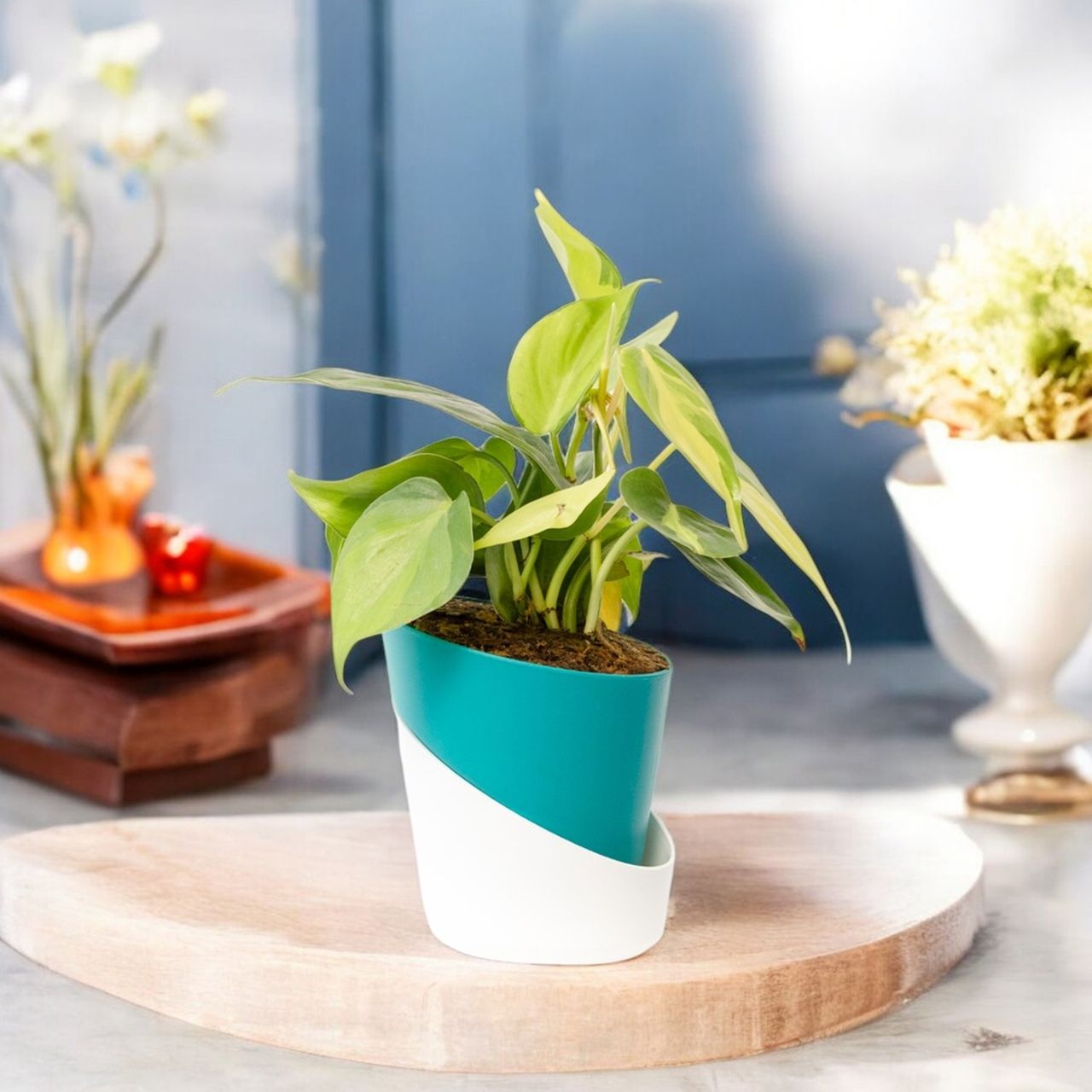 Bloom Oxycardium Variegated Plant | Air-Purifying