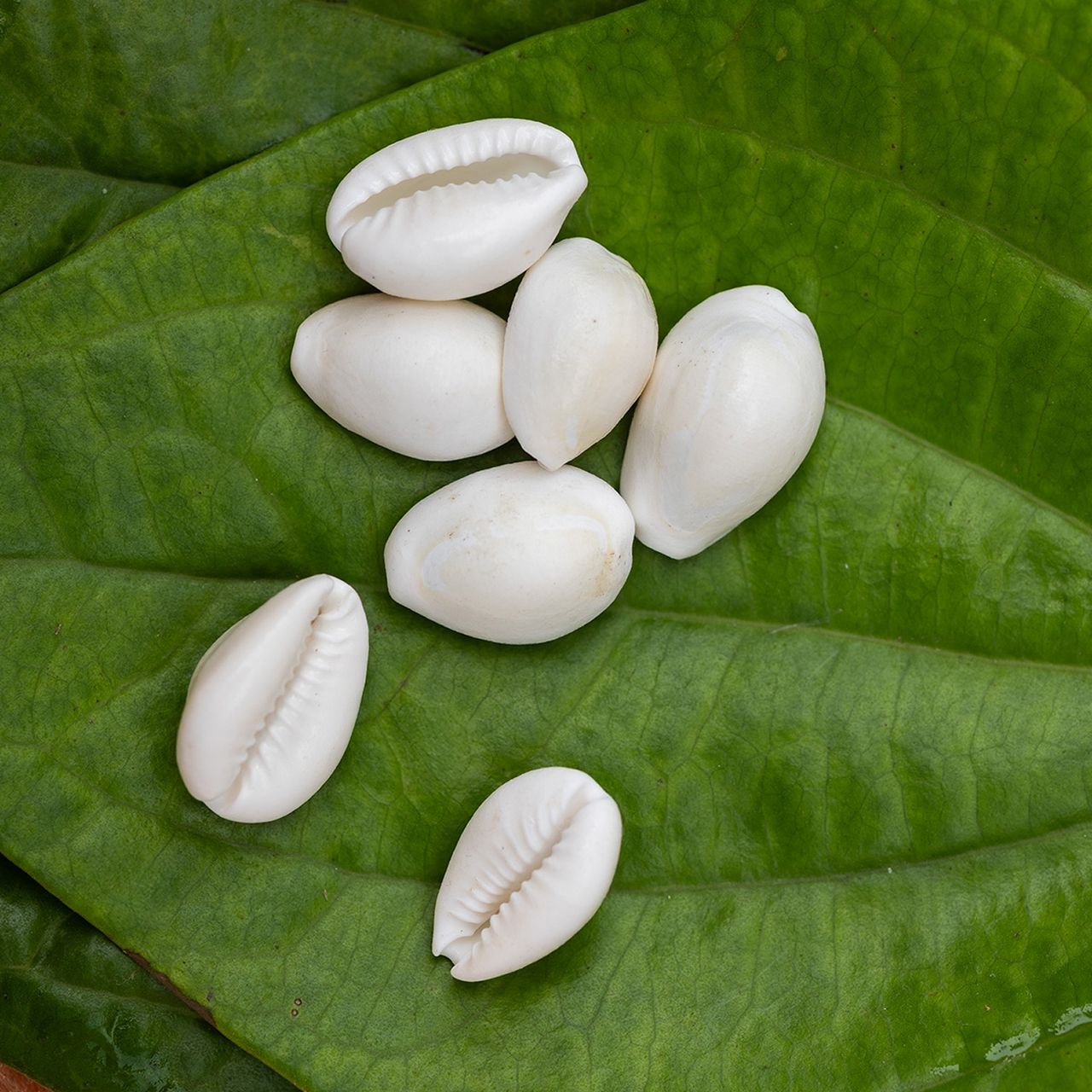 Jai Kashi Small Kaudi