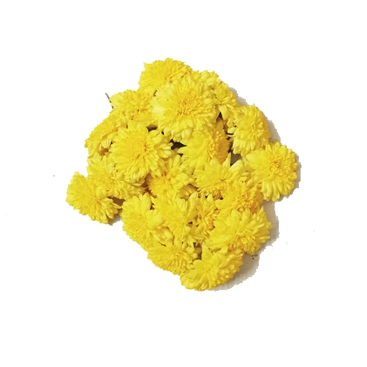 Chrysanthemum Yellow