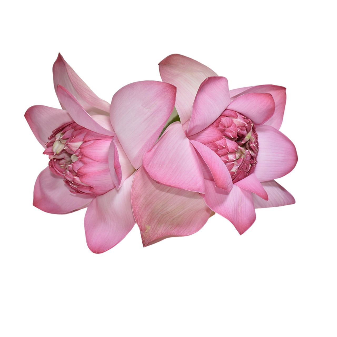 Lotus Flower