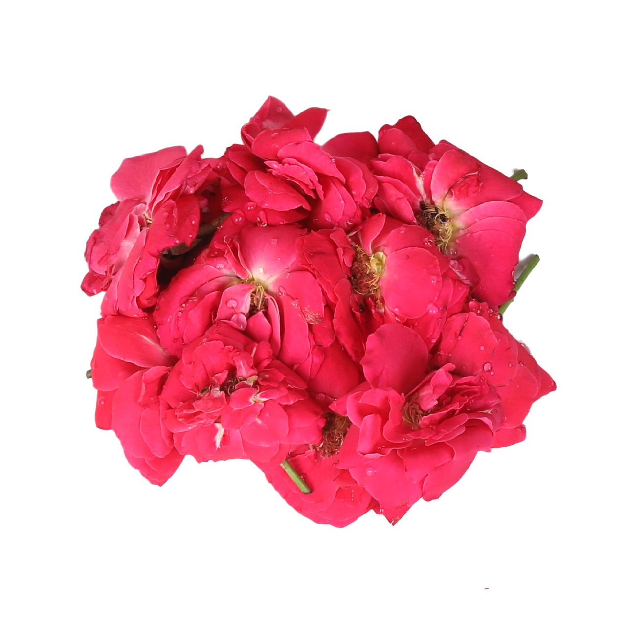 Hoovufresh Paneer Rose
