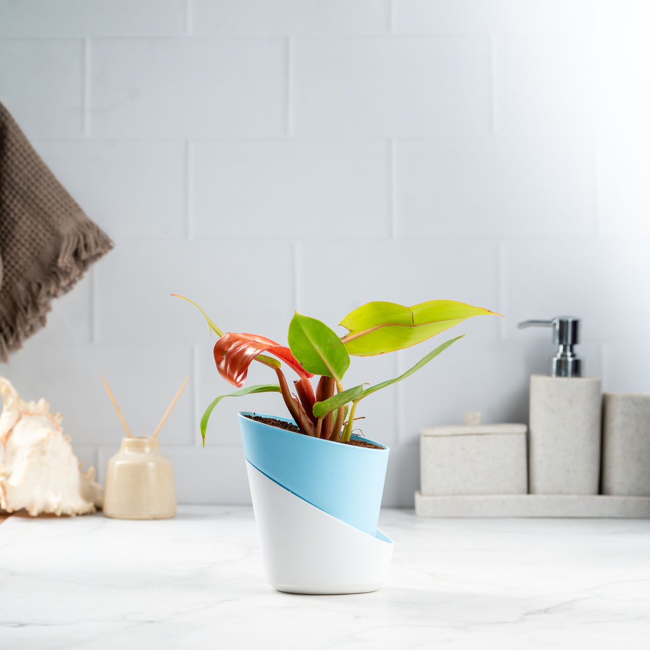 Bloom Philodendron Cherry Red | Decor & Gift