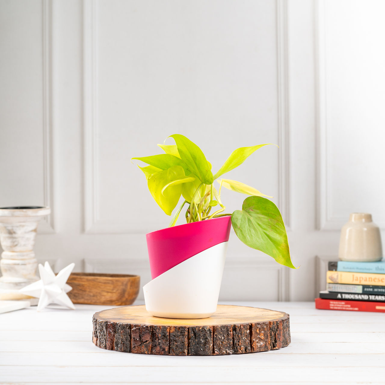 Bloom Prosperity Golden Money Plant