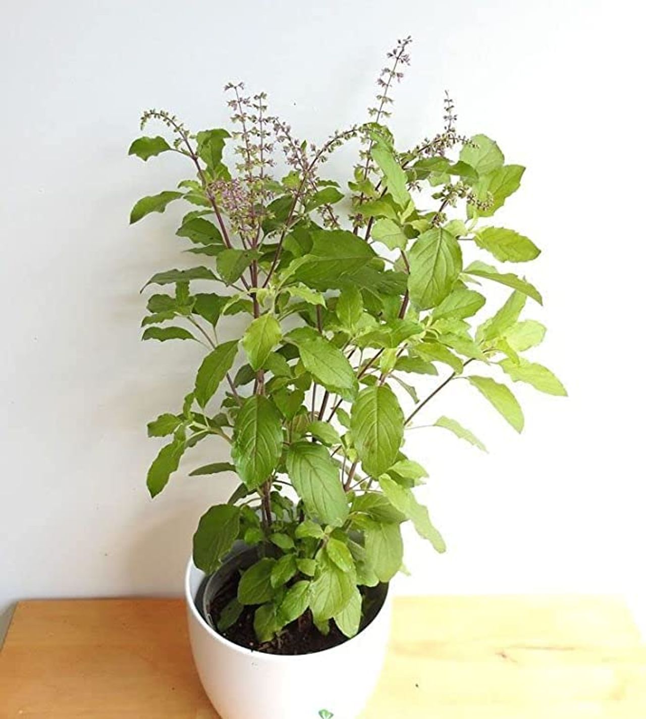 Bloom Tulsi Leaves Plant