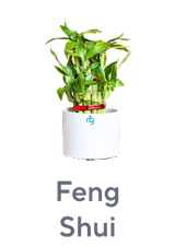 Feng Shui