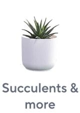 Succulents