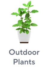 Outdoor Plants